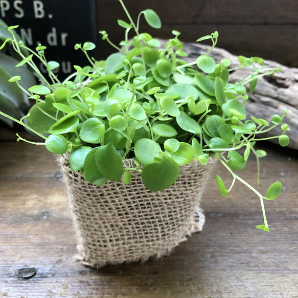 ジェミニ♡肉厚な丸い葉♡ペペロミア ♡観葉植物♡ガーデニング♡インテリア 9枚目の画像