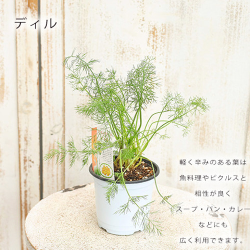 hiziri98さま 専用 オレガノ タイム バジル hiziri98さま 専用 オレガノ タイム バジル 【公式通販】