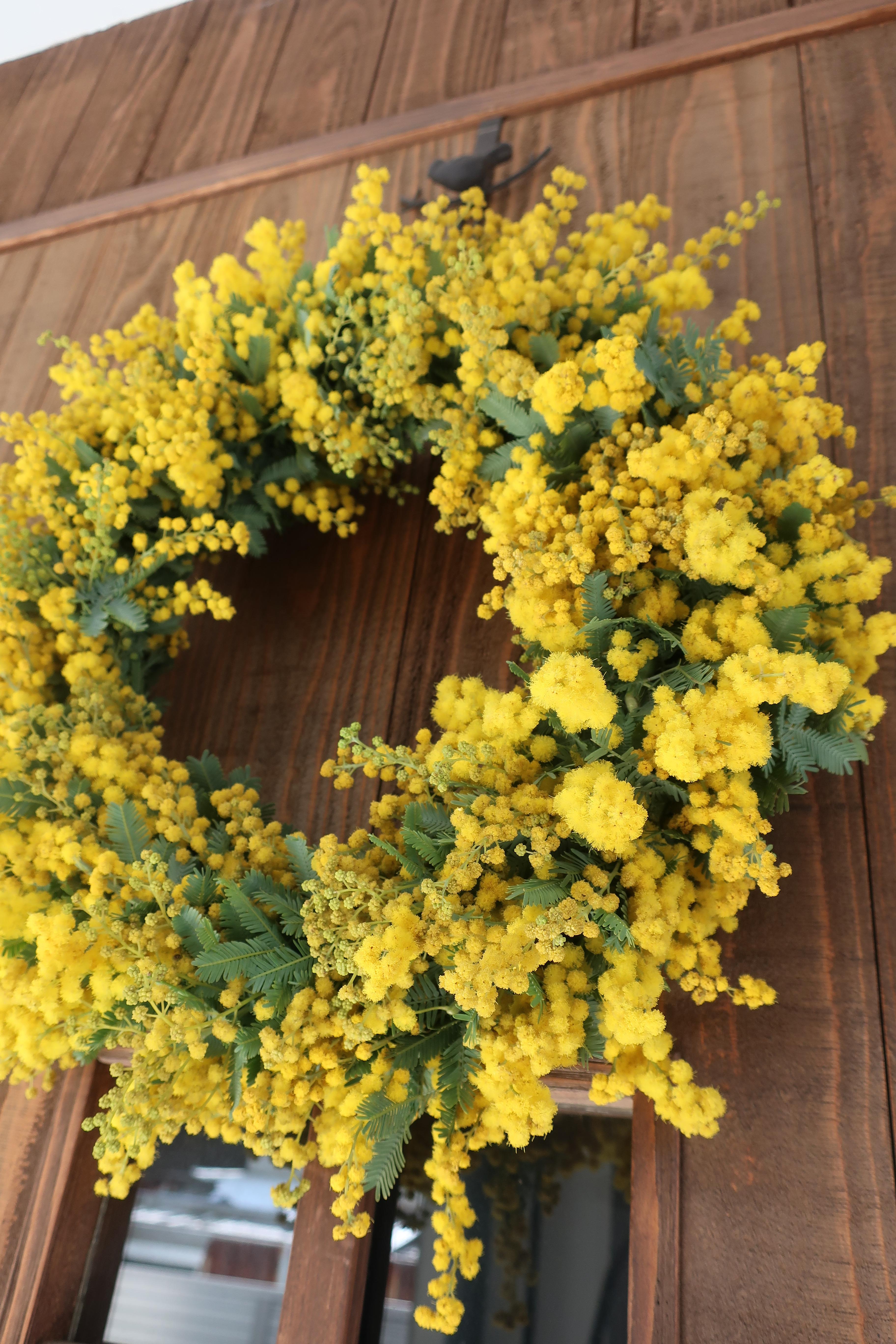 《ご予約開始！》たっぷり花付き　春のミモザリース☆