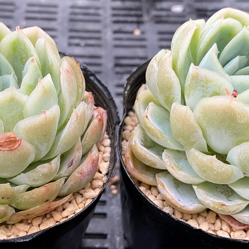 レモンベリー 韓国苗 多肉植物 多肉植物 プクニク 通販｜Creema 
