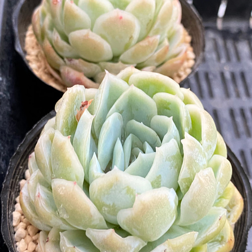 レモンベリー 韓国苗 多肉植物 多肉植物 プクニク 通販｜Creema 