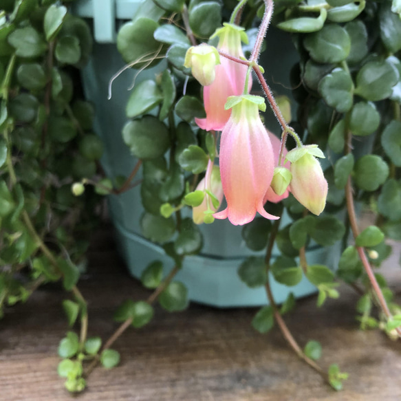 フィフィ♡大苗♡吊り下げ♡カランコエ♡多肉植物 7枚目の画像