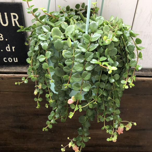 フィフィ♡大苗♡吊り下げ♡カランコエ♡多肉植物 17枚目の画像