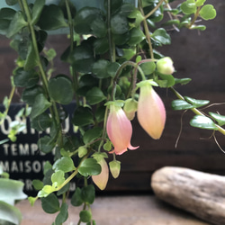 フィフィ♡大苗♡吊り下げ♡カランコエ♡多肉植物 5枚目の画像