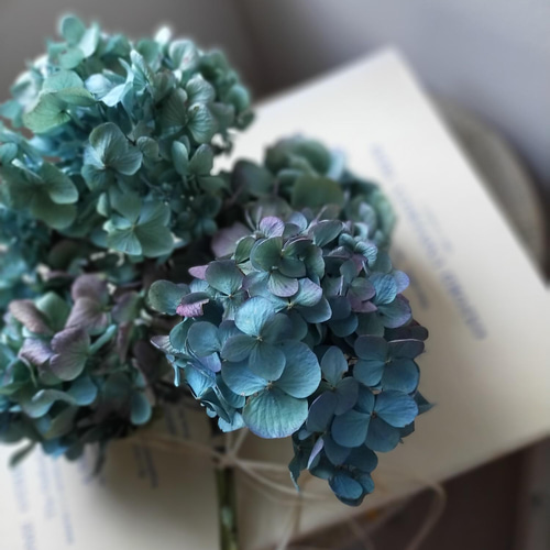 秋色紫陽花ドライフラワー(4) 紫陽花ドライフラワー K2 120サイズ 大量