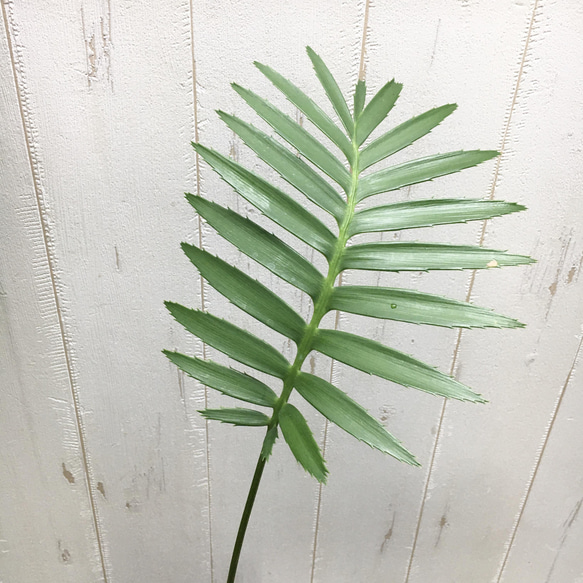 Dioon spinulosum   ディオーン・スピヌロスム  鉢・受皿付き 5枚目の画像