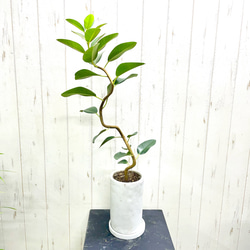 幹太め♡ 樹形良好 オリーブの木 シプレッシーノ souju 4号鉢 その他