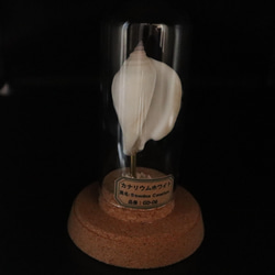 カナリウムホワイト、GD-06、貝殻ランプ、ガラスドームタイプ 4枚目の画像