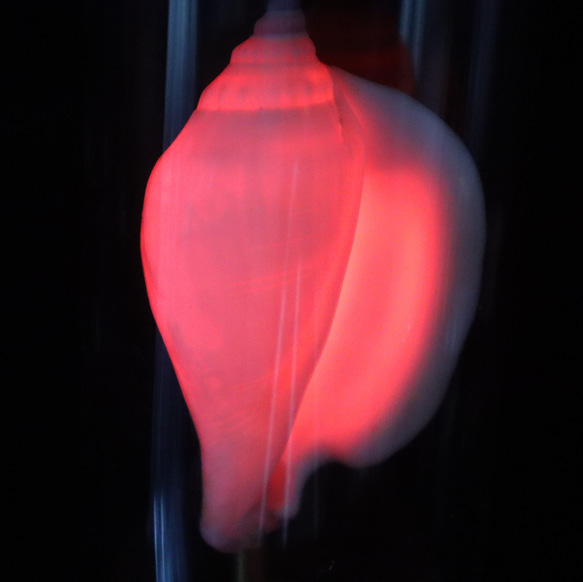 カナリウムホワイト、GD-06、貝殻ランプ、ガラスドームタイプ 3枚目の画像