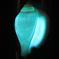 カナリウムホワイト、GD-06、貝殻ランプ、ガラスドームタイプ 2枚目の画像
