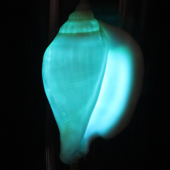 カナリウムホワイト、GD-06、貝殻ランプ、ガラスドームタイプ 2枚目の画像