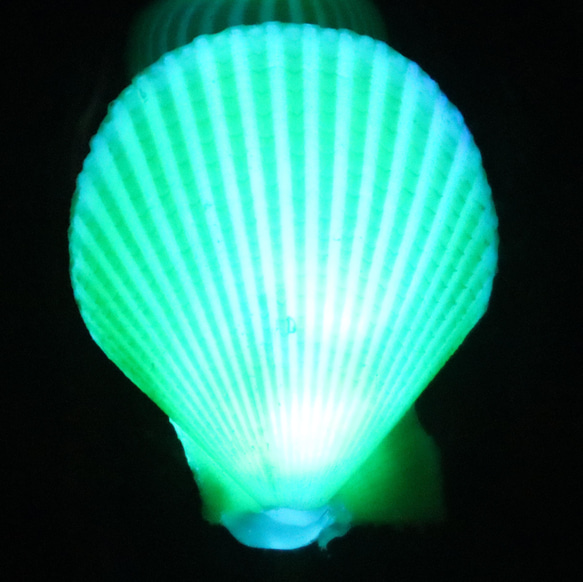 ヒオウギガイ、GD-12、貝殻ランプ、ガラスドームタイプ、 スタンド