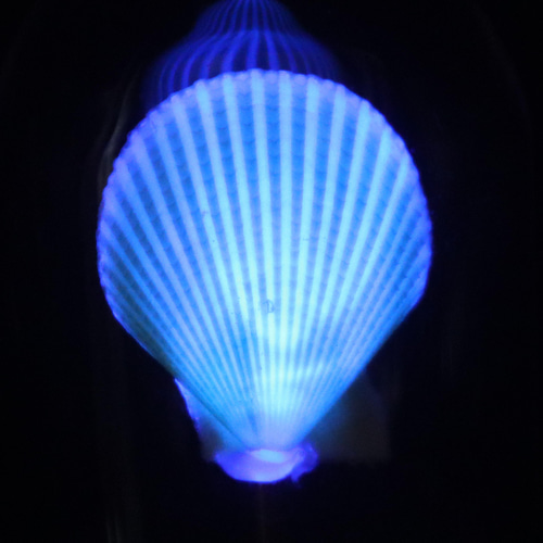 ヒオウギガイ、GD-12、貝殻ランプ、ガラスドームタイプ