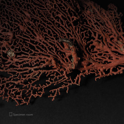 軟質珊瑚の一種の台座付き標本その八。 6枚目の画像