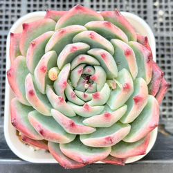 水蜜桃 特大 韓国苗 多肉植物 多肉植物 プクニク 通販 13266019