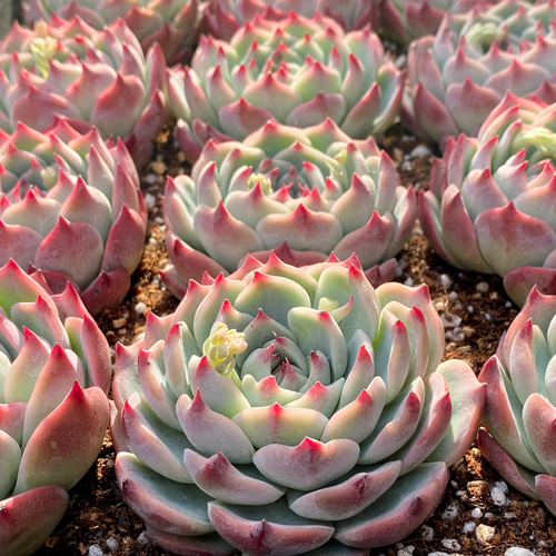 水蜜桃 特大 韓国苗 多肉植物 多肉植物 プクニク 通販 13266019