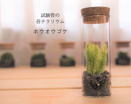 試験管の苔テラリウム ホウオウゴケ その他インテリア雑貨 earth green
