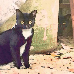 「うしろの正面だあれ」猫の居る風景 1枚目の画像