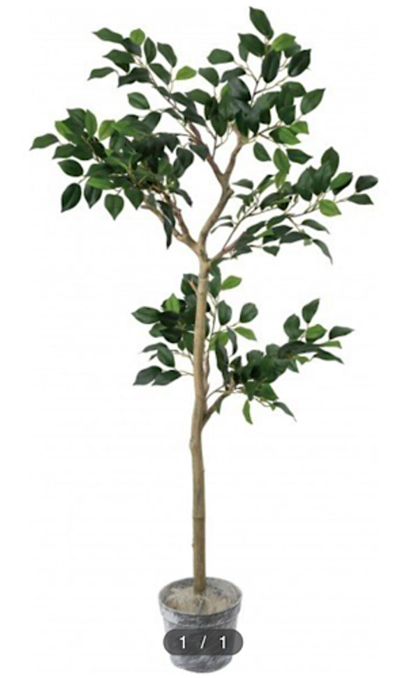 光触媒　人工観葉植物　ウォールグリーン　フェイク　アレンジ　Jベンジャミン 1枚目の画像