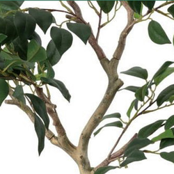光触媒　人工観葉植物　ウォールグリーン　フェイク　アレンジ　Jベンジャミン 2枚目の画像
