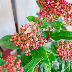 オシャレ♡【ビバーナム寄せ植え】ナチュラルガーデン♡お花が咲き実になります！ウッドピックつき 3枚目の画像