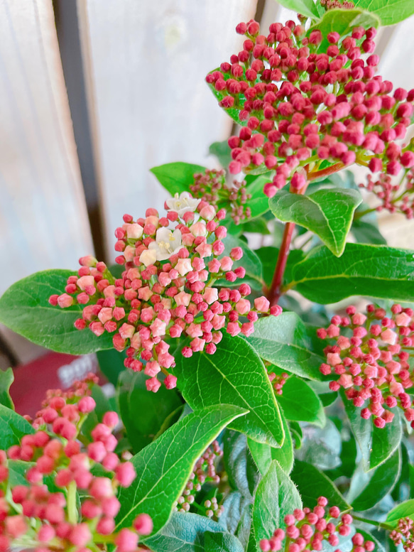 オシャレ♡【ビバーナム寄せ植え】ナチュラルガーデン♡お花が咲き実になります！ウッドピックつき 3枚目の画像