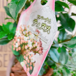 オシャレ♡【ビバーナム寄せ植え】ナチュラルガーデン♡お花が咲き実になります！ウッドピックつき 4枚目の画像