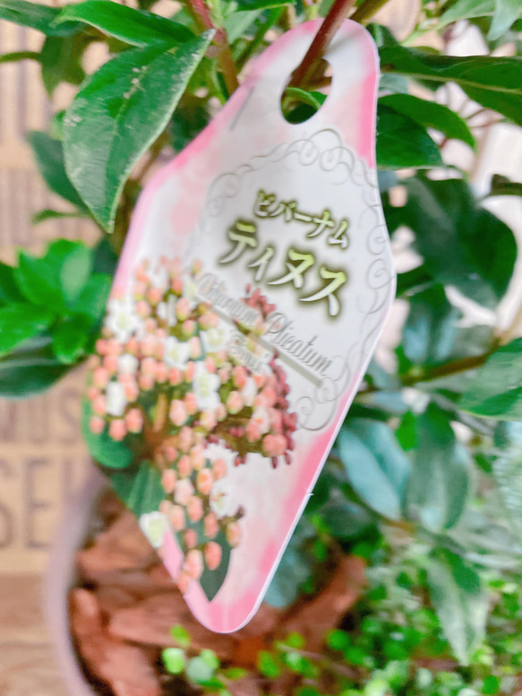 オシャレ♡【ビバーナム寄せ植え】ナチュラルガーデン♡お花が咲き実になります！ウッドピックつき 4枚目の画像