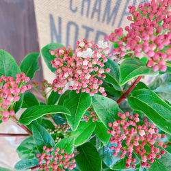 オシャレ♡【ビバーナム寄せ植え】ナチュラルガーデン♡お花が咲き実になります！ウッドピックつき 12枚目の画像