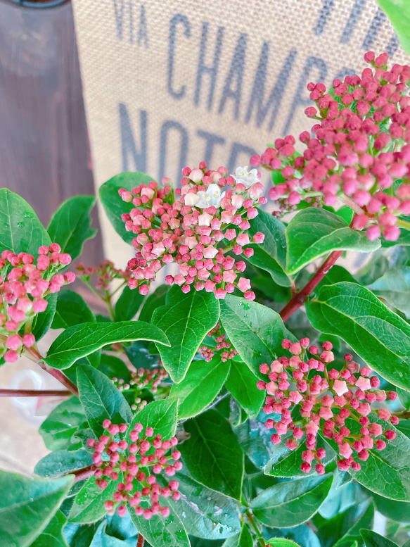 オシャレ♡【ビバーナム寄せ植え】ナチュラルガーデン♡お花が咲き実になります！ウッドピックつき 12枚目の画像