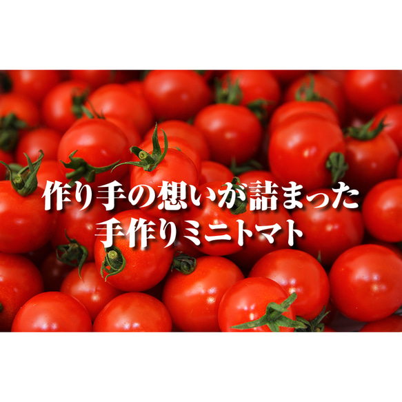 ソムリエトマト約800gとソムリエミニトマト　プラチナ800g 9枚目の画像