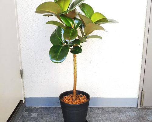 フィカス　グランディス　曲がり　1【現品】☆希少☆ 観葉植物　室内　大型 現品］【希少】13番 フィカス グランディス 曲がり 8号 観葉植物