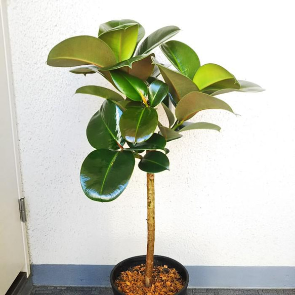 【現品】フィカス・ソフィア　大型観葉植物　高級セラアート鉢受皿付　高さ◎　樹形綺麗　インテリア性高いグリーン 3枚目の画像