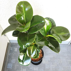 【現品】フィカス・ソフィア　大型観葉植物　高級セラアート鉢受皿付　高さ◎　樹形綺麗　インテリア性高いグリーン 5枚目の画像