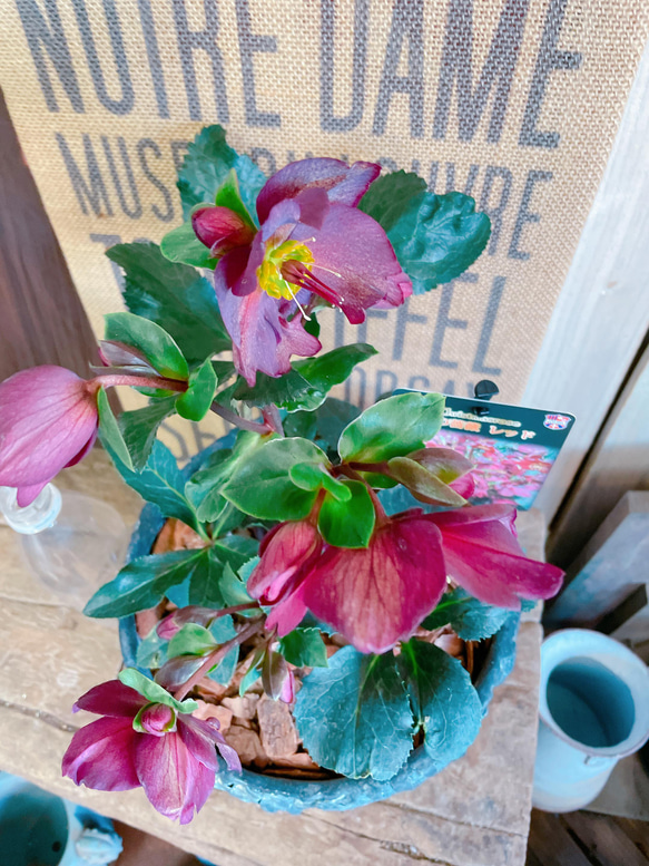 現品♡【クリスマスローズ】毎年楽しめるお花♪黒系陶器鉢♡氷の薔薇レッド 6枚目の画像