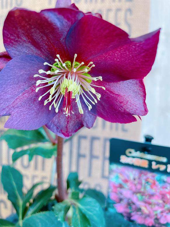 現品♡【クリスマスローズ】毎年楽しめるお花♪黒系陶器鉢♡氷の薔薇レッド 5枚目の画像