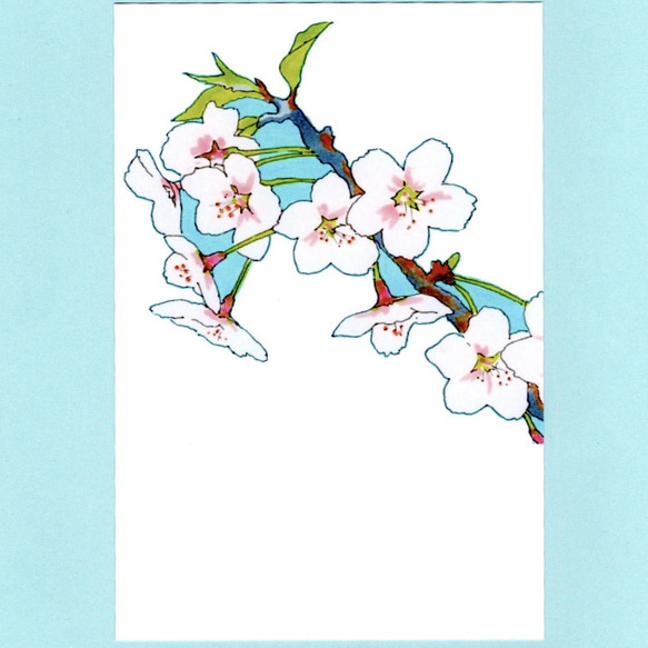 桜からのぞく青空　桜イラストポストカード5枚セット　　送料無料 5枚目の画像