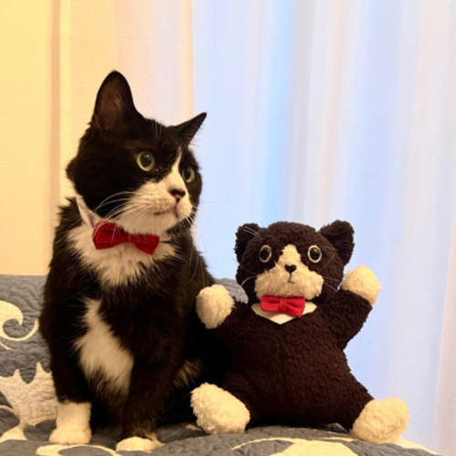 ペット 動物 オーダーメイド ぬいぐるみ 犬 猫 うさぎ ペット 動物 オーダーメイド ぬいぐるみ 犬 猫 うさぎ