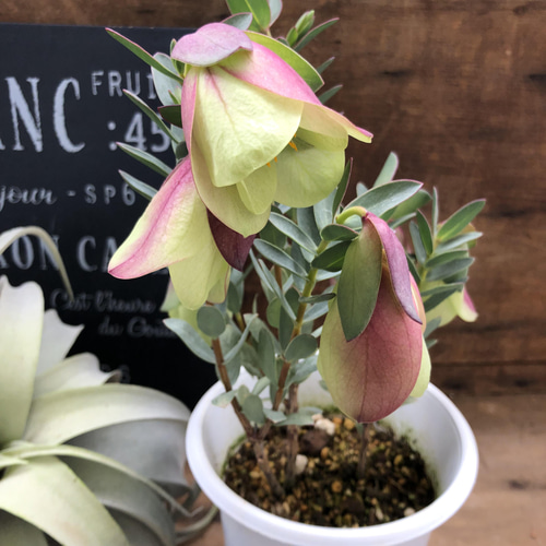 【メルカリ便　1カット】ピメレア　フィソディス「ウエディングベル①さし穂　希少 メルカリ便 1カット】ピメレア フィソディス「ウエディングベル