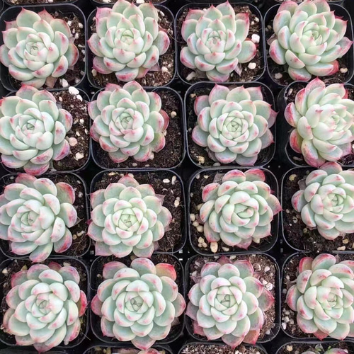 多肉植物 クリスタルローズ 厳選美苗 多肉植物 ピンククリスタルローズ 4cm 多肉植物 愛多肉