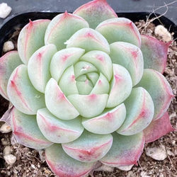 厳選美苗 多肉植物 ピンククリスタルローズ 4cm 多肉植物 愛多肉-(AI