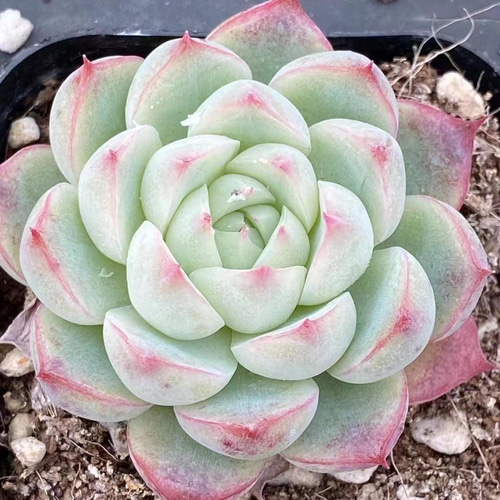 厳選美苗 多肉植物 ピンククリスタルローズ 4cm 多肉植物 愛多肉 厳選美苗 多肉植物 ピンククリスタルローズ 4cm 多肉植物 愛多肉