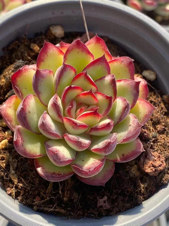 多肉植物　プリドニス錦 大苗  抜き苗【特定記録付】 多肉植物 プリドニス 錦 根付きボーボー 抜き苗 多肉