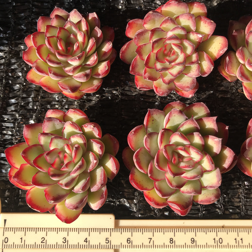 miyaさん✡️モラニー×(メキシコミニマ×ヒューミリス)✡️ミヤ苗 多肉