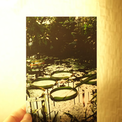 Postcards “light” 3枚目の画像