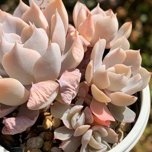 ☆ サブセシリス（多頭）多肉植物 自家栽培 国産 多肉植物 美