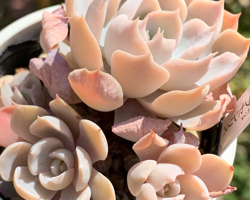 多肉植物　サブセシリス　C ☆ サブセシリス（多頭）多肉植物 自家栽培 国産 多肉植物 美