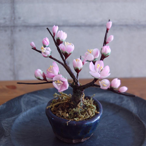 緑の梅の花 かめきちOpaがオールドレンズで撮った緑の梅“リョクガクバイ（緑