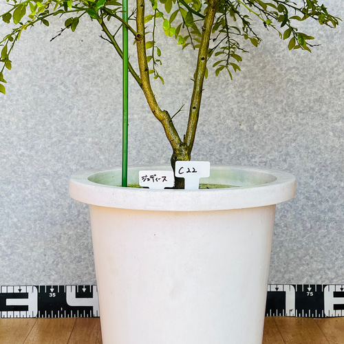 柑橘2年 フィンガーライム接木苗／苗 5鉢セット 撮影品 フィンガー