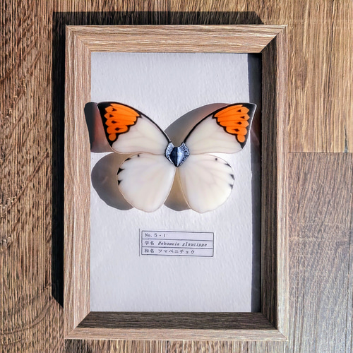 命を奪わない標本】ツマベニチョウ 立体・オブジェ 優月館 通販